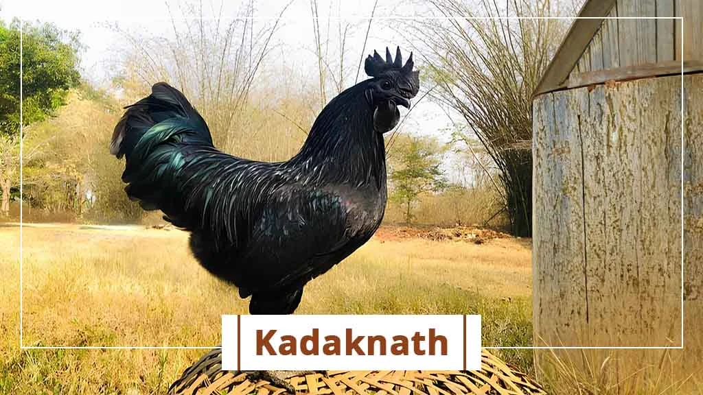 Kadaknath Chicken