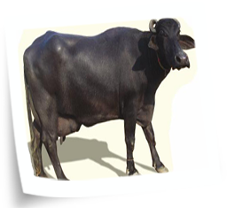 Murrah Buffalo